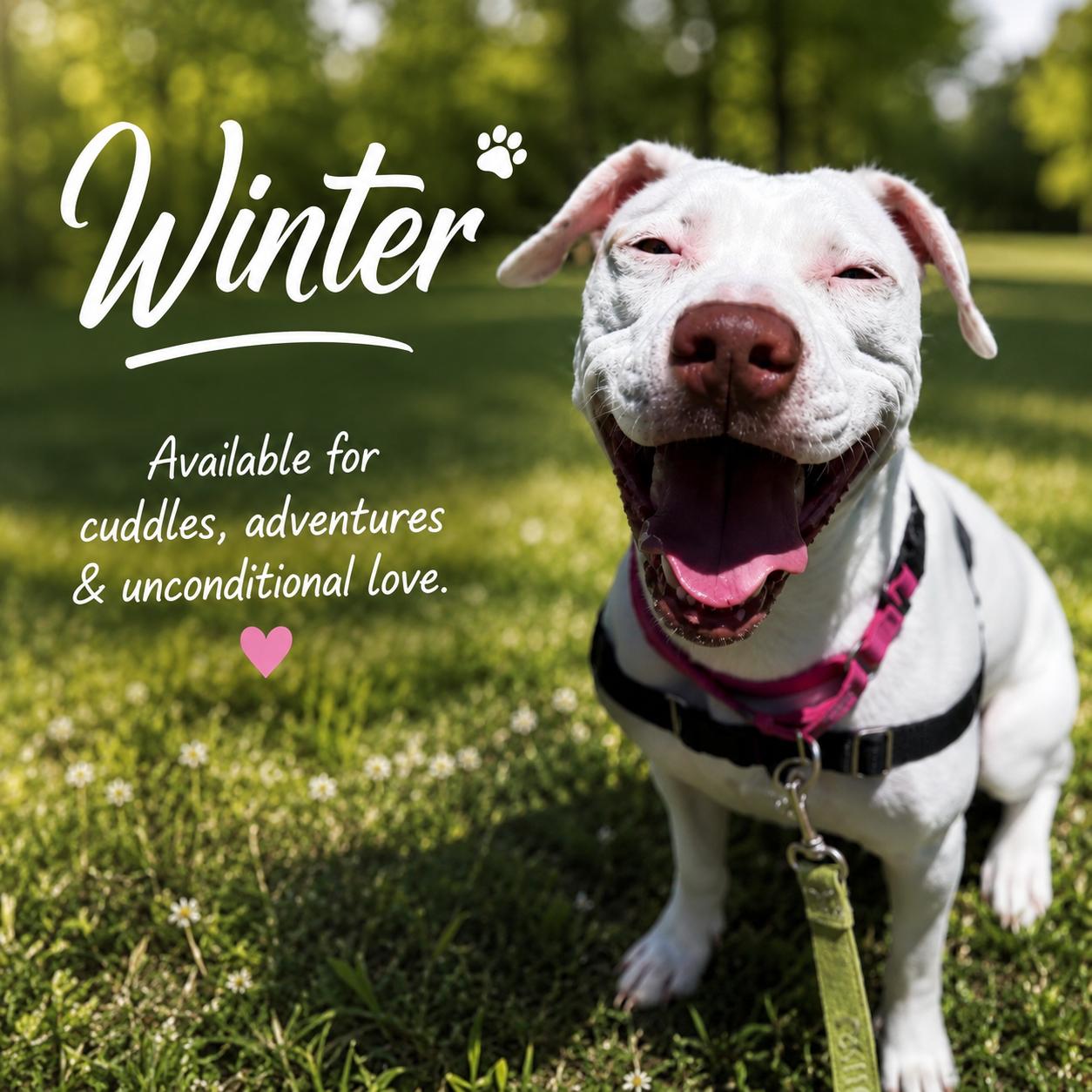 Enlarge Winter, a Adoptable mixed breed in Baltimore, MD image 2/3