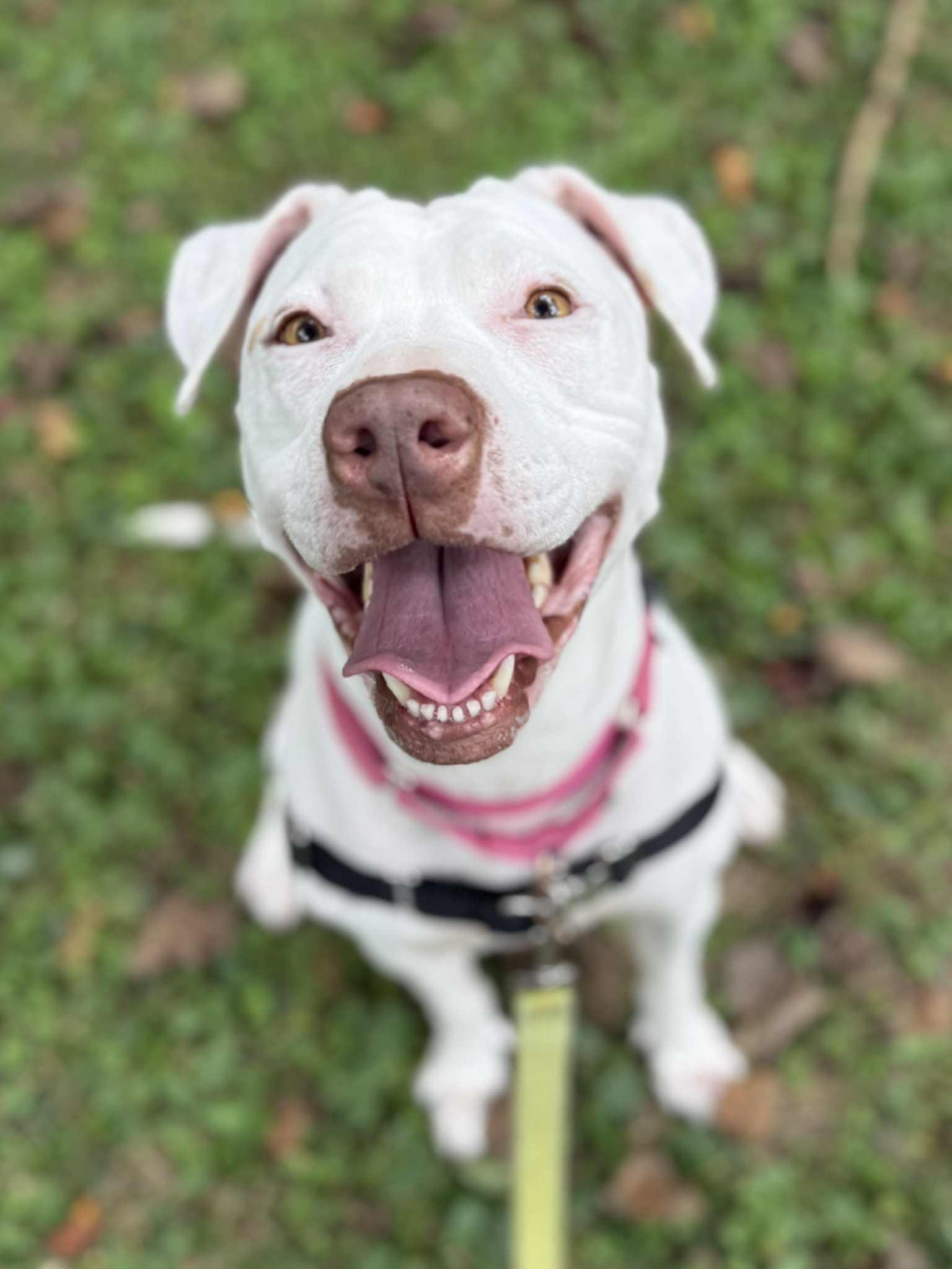 Enlarge Winter, a Adoptable mixed breed in Baltimore, MD image 3/3