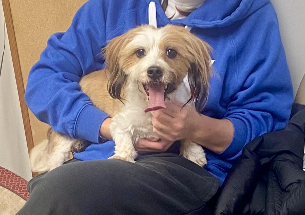 COURTESY POST FOR WASA: Rocket, a ADOPTABLE mixed breed in Westport, CT image 3/4