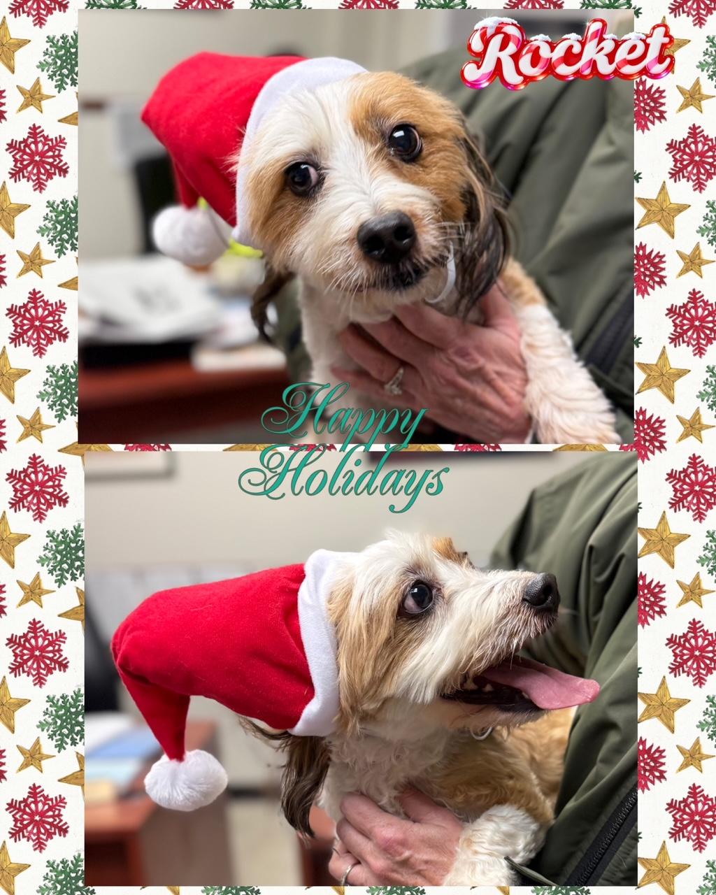 COURTESY POST FOR WASA:  Rocket, ADOPTABLE, Adult Male Dachshund (Long Haired).