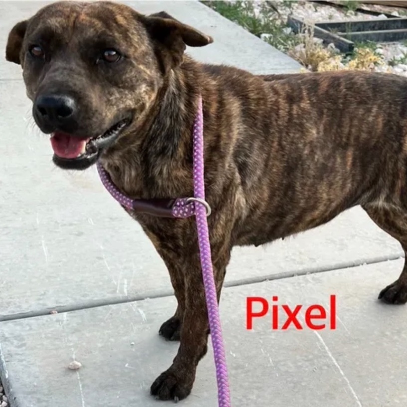 Pixel, an adoptable Mixed Breed in Canyon, TX, 79015 | Photo Image 1