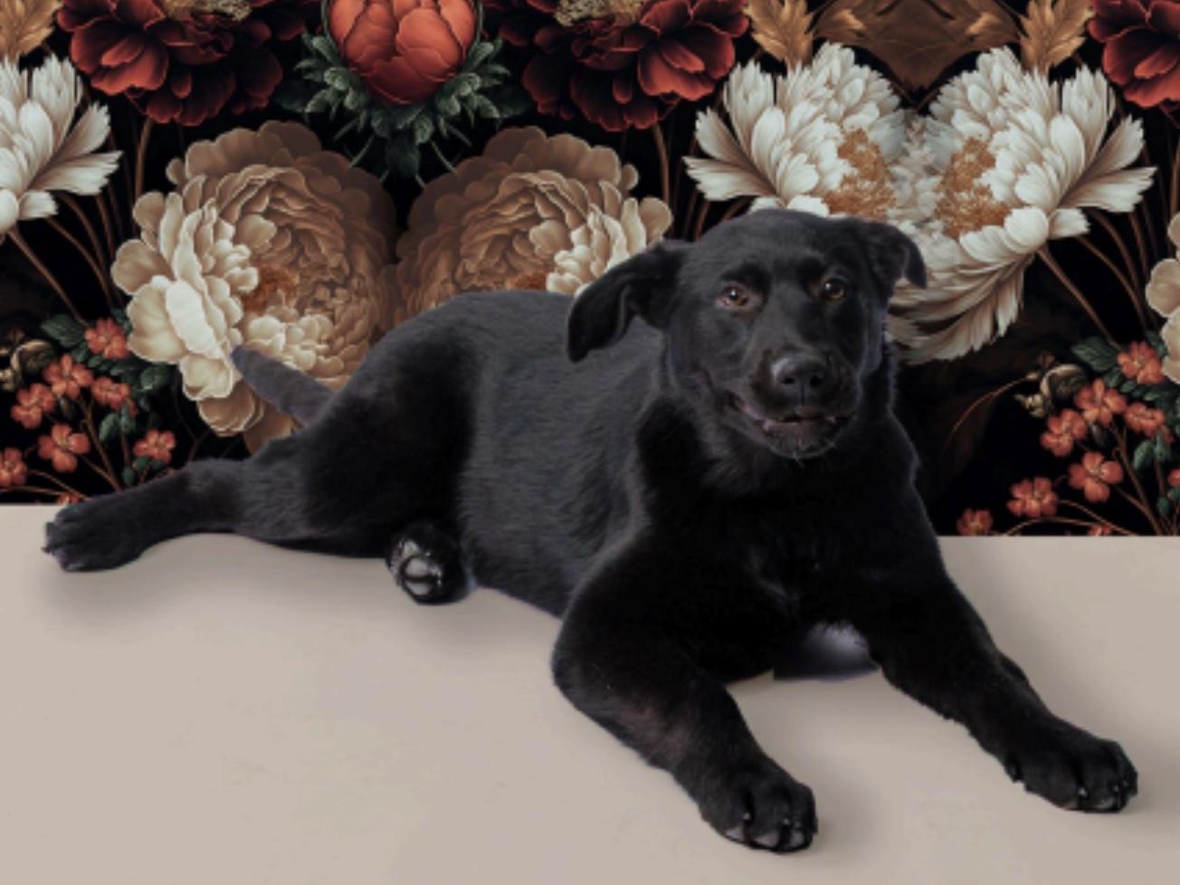 Enlarge Daisy, an adopted mixed breed in Cedarburg, WI image 2/3