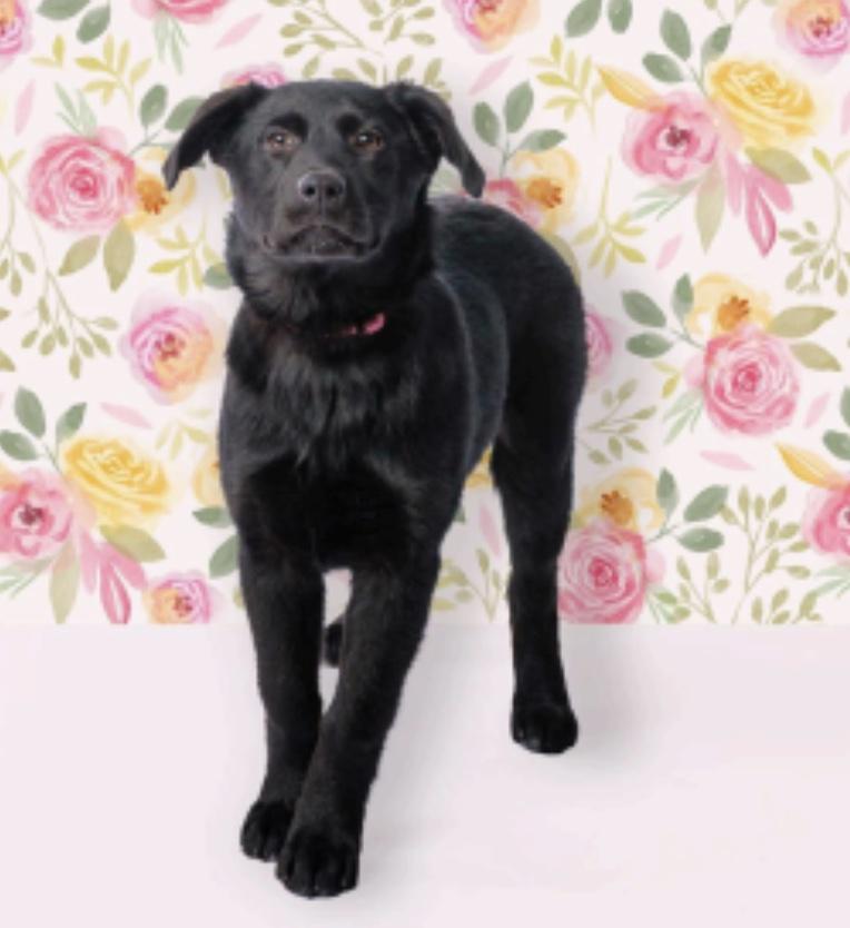 Enlarge Daisy, an adopted mixed breed in Cedarburg, WI image 1/3