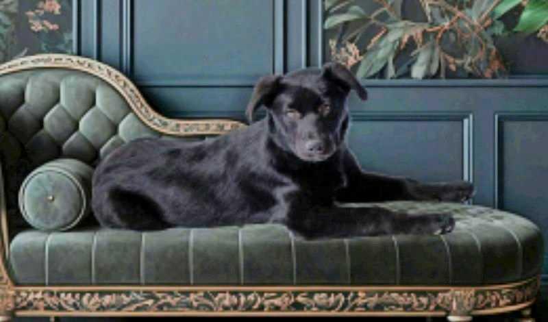 Enlarge Daisy, an adopted mixed breed in Cedarburg, WI image 3/3