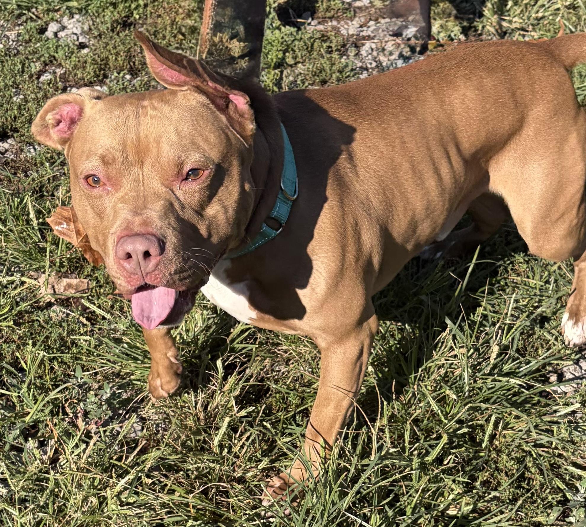 Enlarge Smores, a Adoptable mixed breed in McKeesport, PA image 3/6