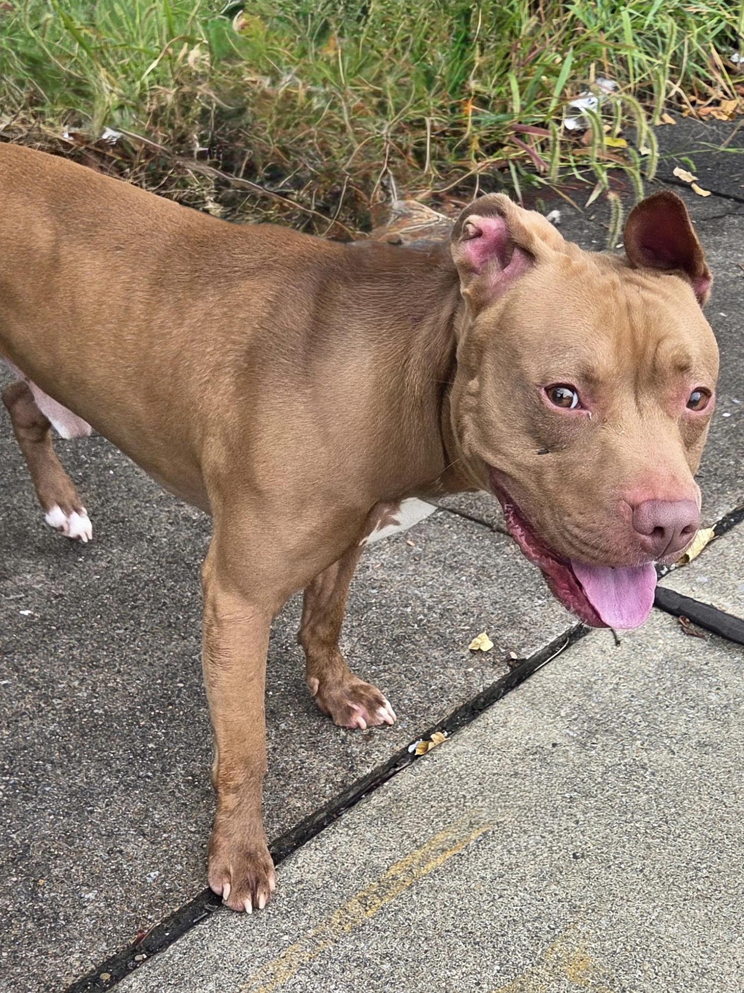 Enlarge Smores, a Adoptable mixed breed in McKeesport, PA image 6/6