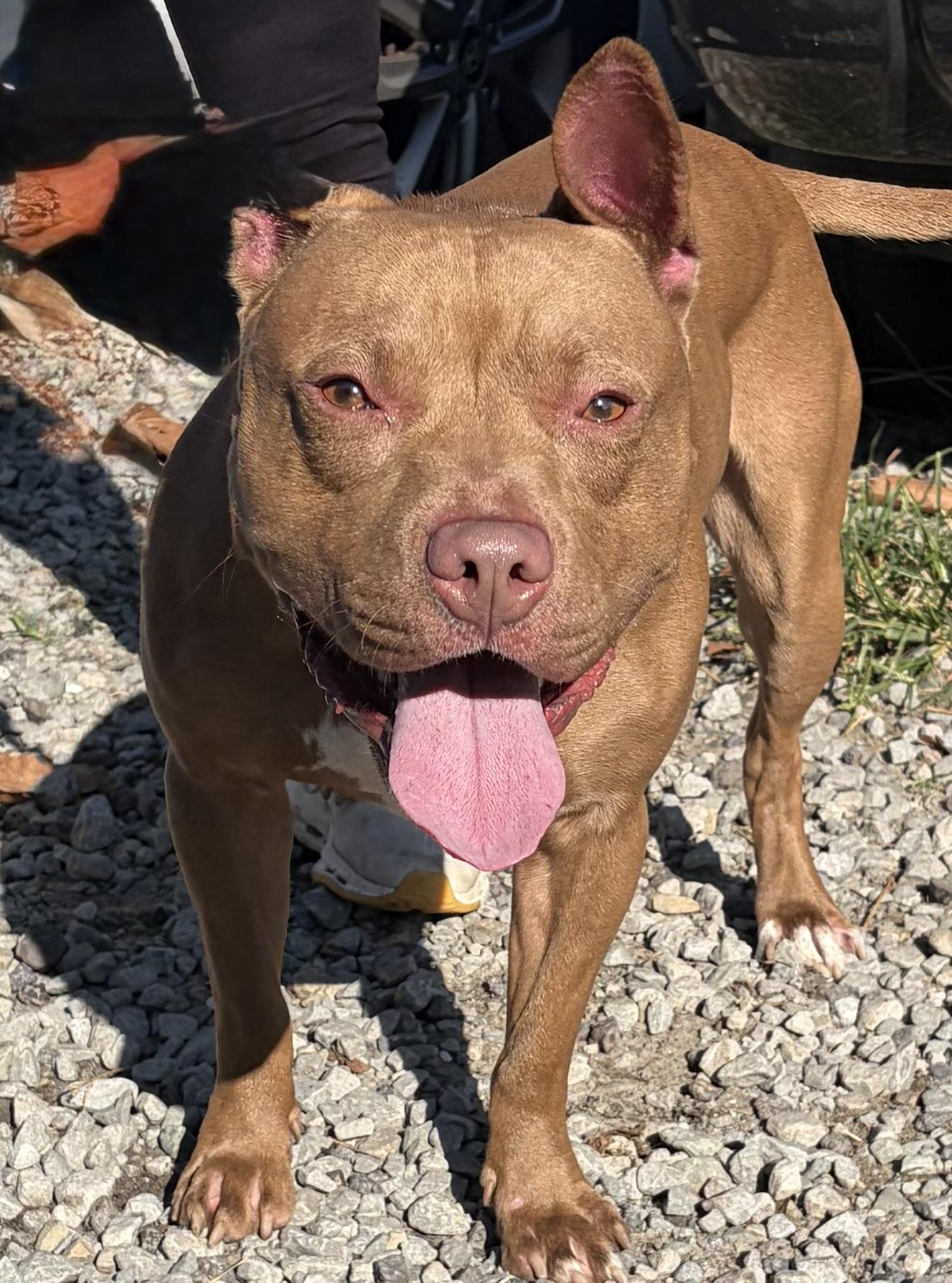 Smores, Adoptable, Young Male Pit Bull Terrier.