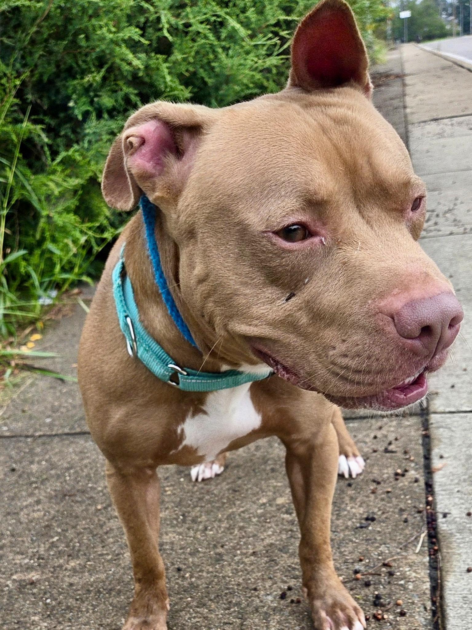 Enlarge Smores, a Adoptable mixed breed in McKeesport, PA image 5/6