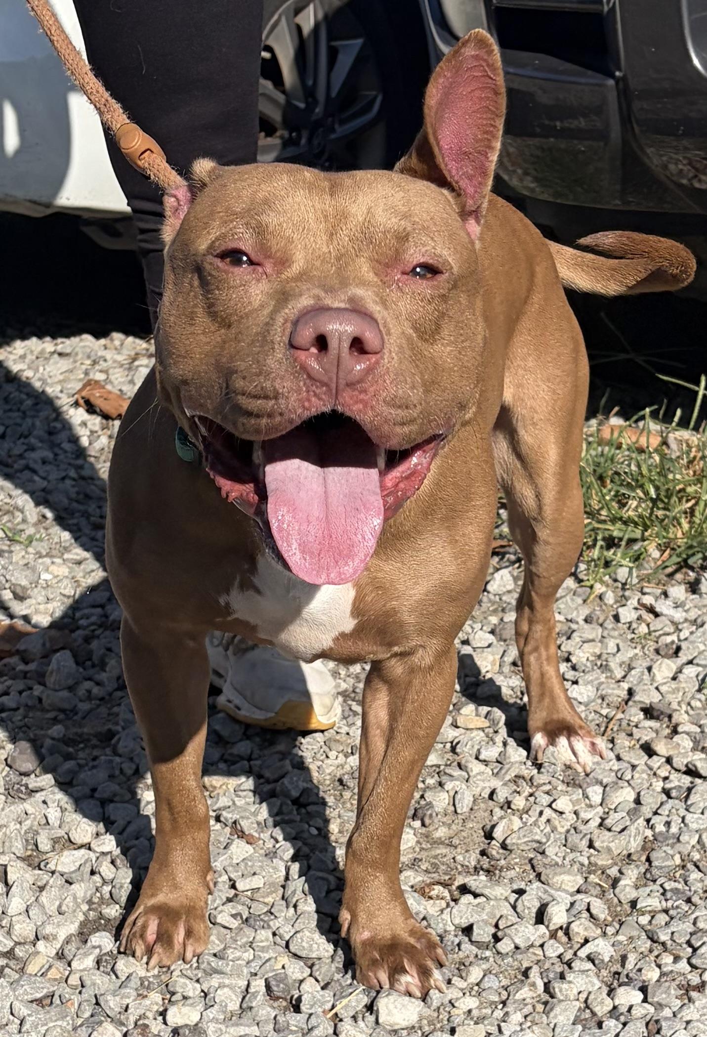 Enlarge Smores, a Adoptable mixed breed in McKeesport, PA image 4/6