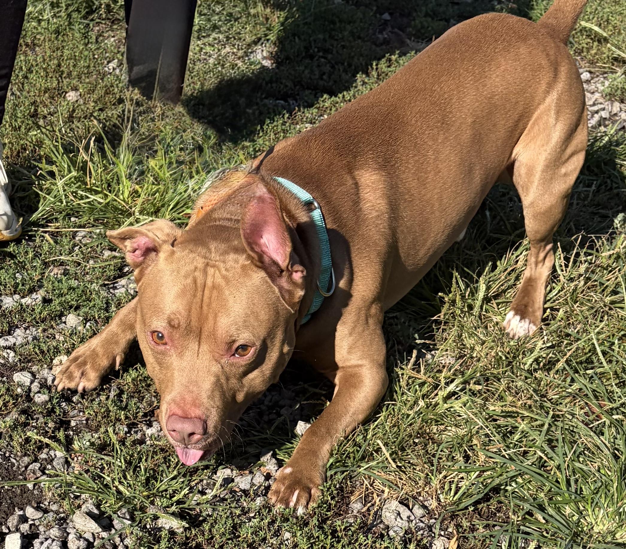 Enlarge Smores, a Adoptable mixed breed in McKeesport, PA image 2/6