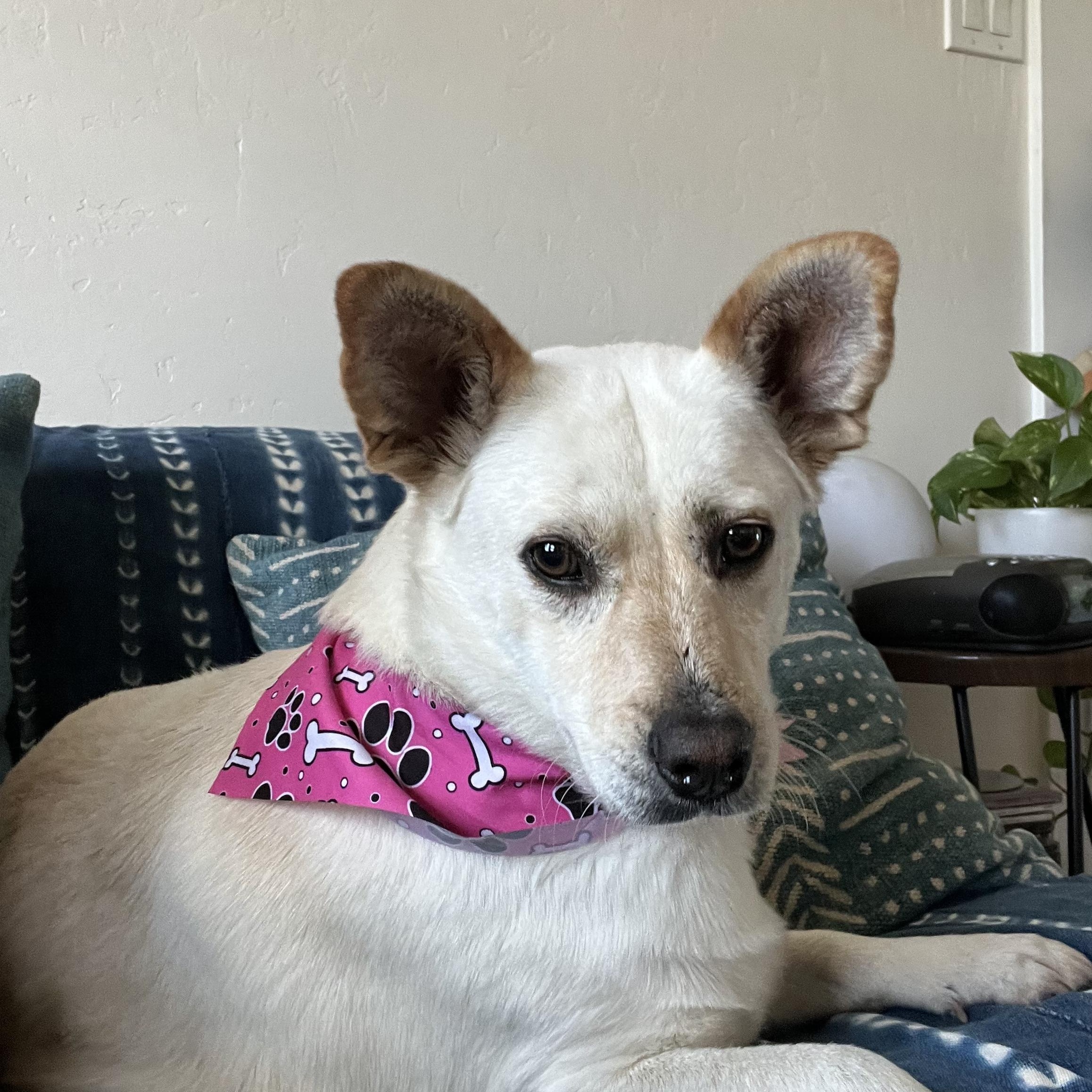 Enlarge Yami, a Adoptable mixed breed in San Diego, CA image 4/6