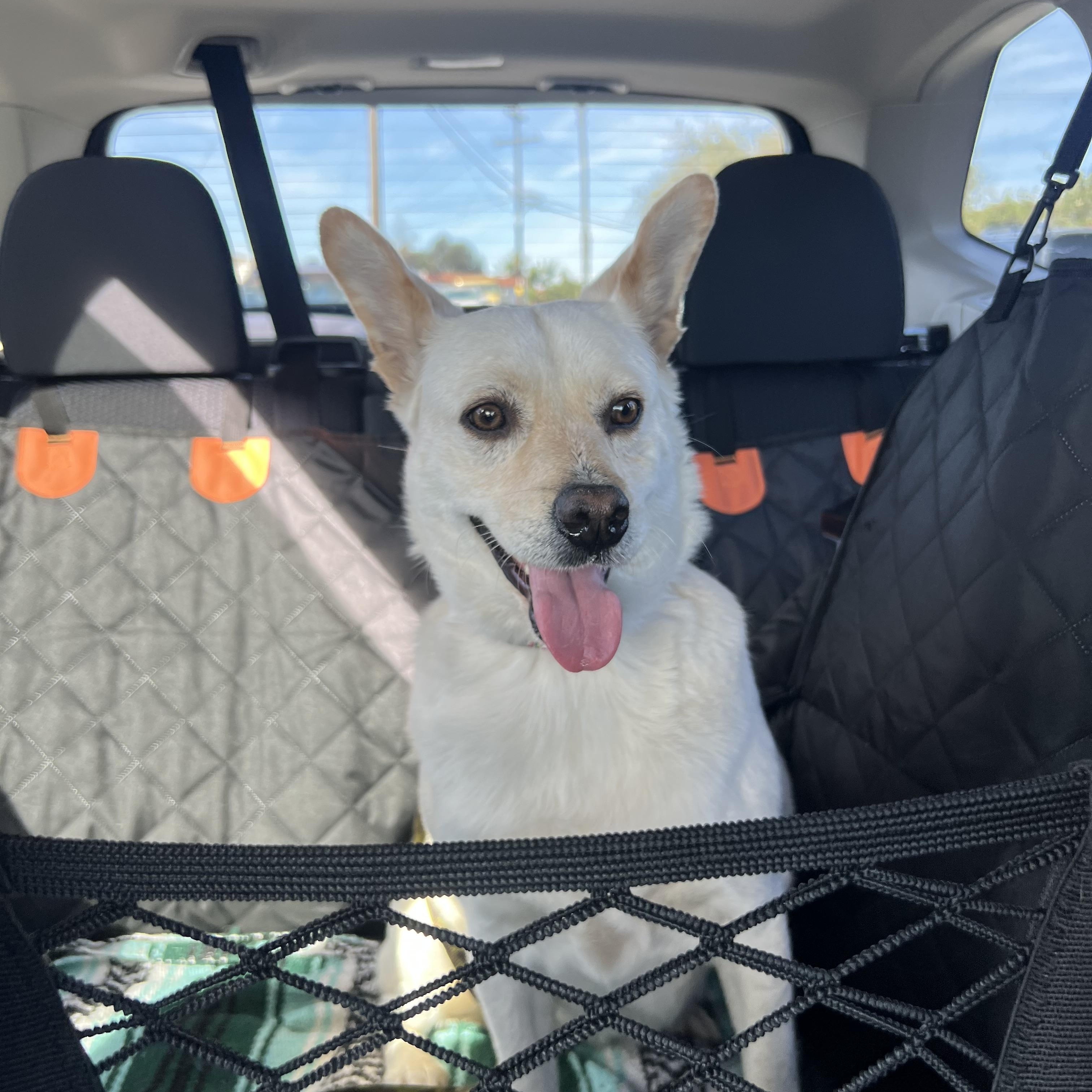 Enlarge Yami, a Adoptable mixed breed in San Diego, CA image 6/6