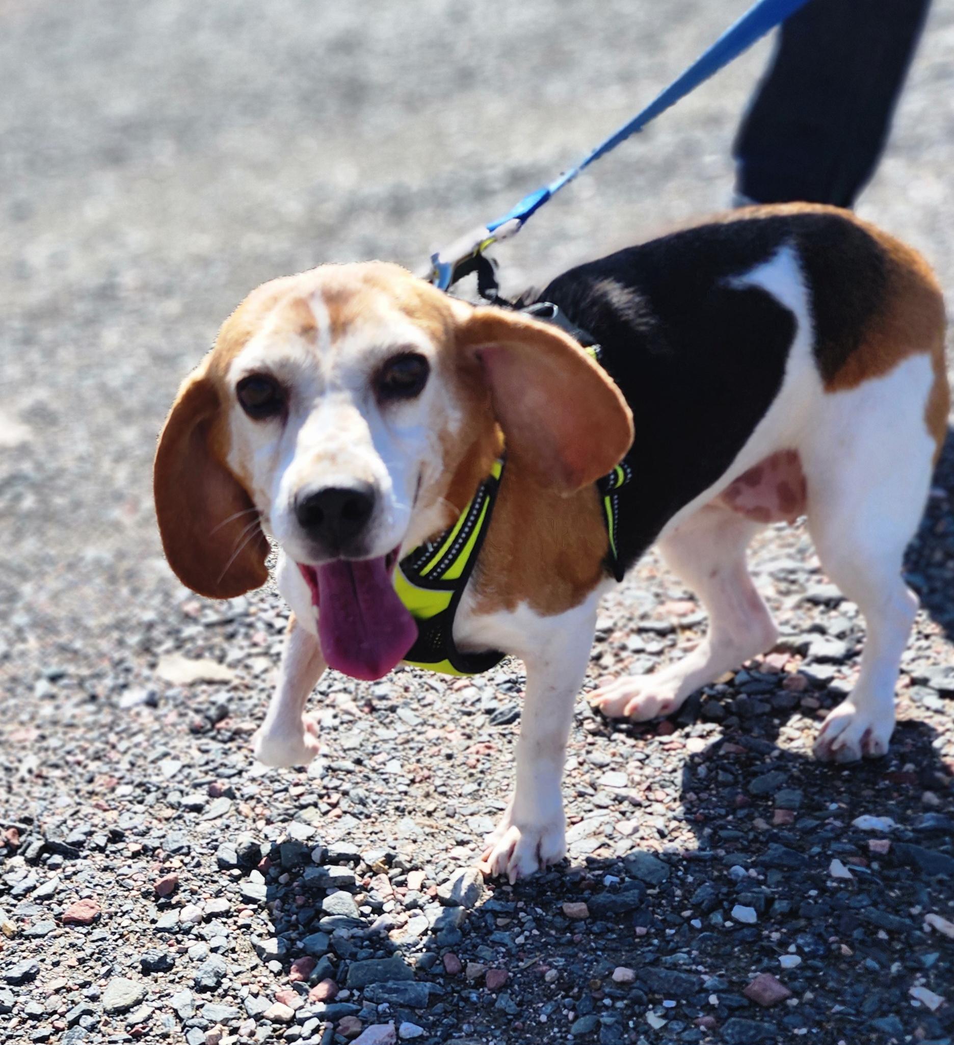 Ferrari, an adoptable Beagle in Hartville, WY, 82215 | Photo Image 1