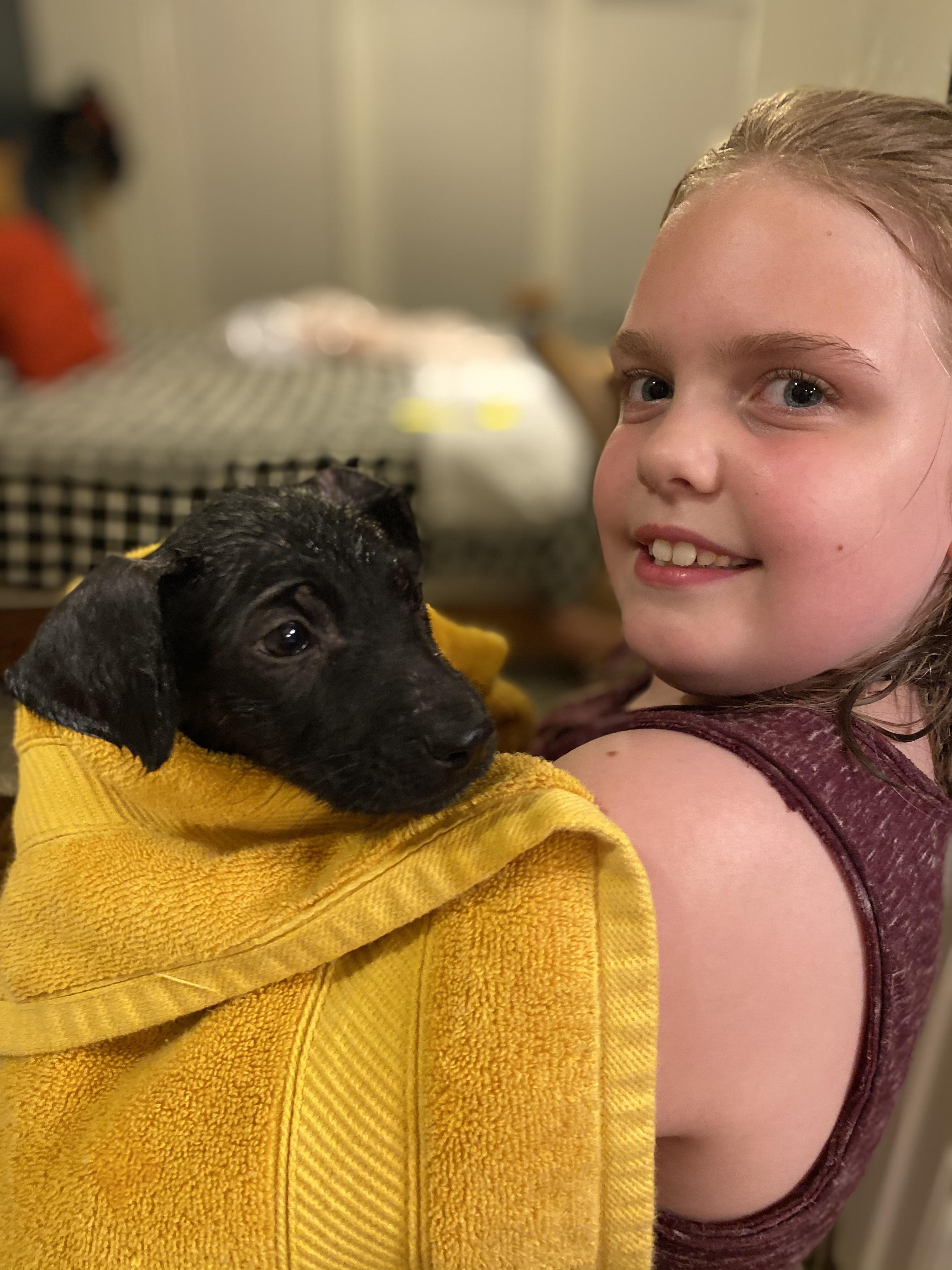 Minnie, Adopted, Adult Female Labrador Retriever.