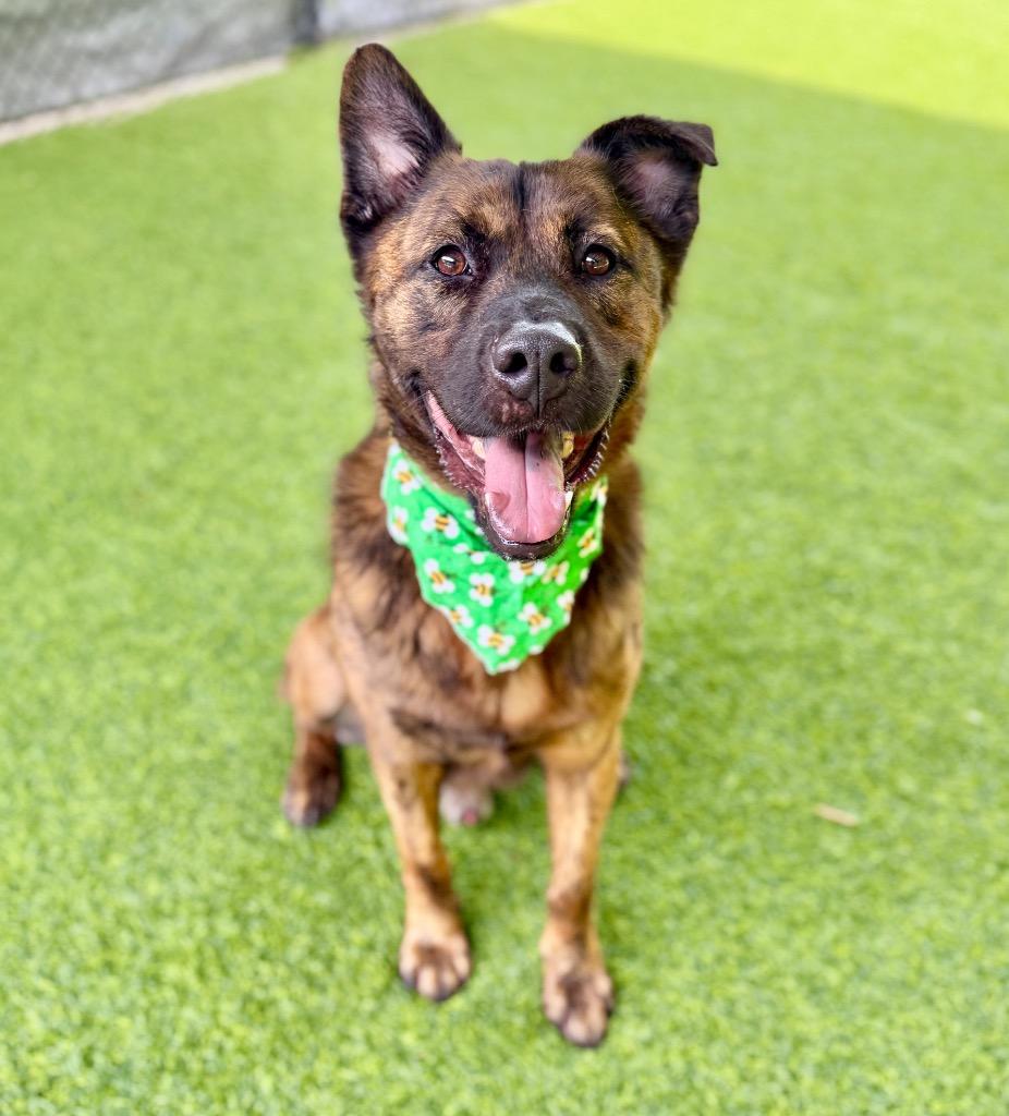 Fitz, Adoptable, Adult Male Mixed Breed.