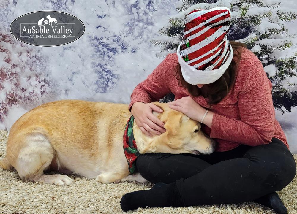 Enlarge Buster, a ADOPTABLE mixed breed in Grayling, MI image 3/6