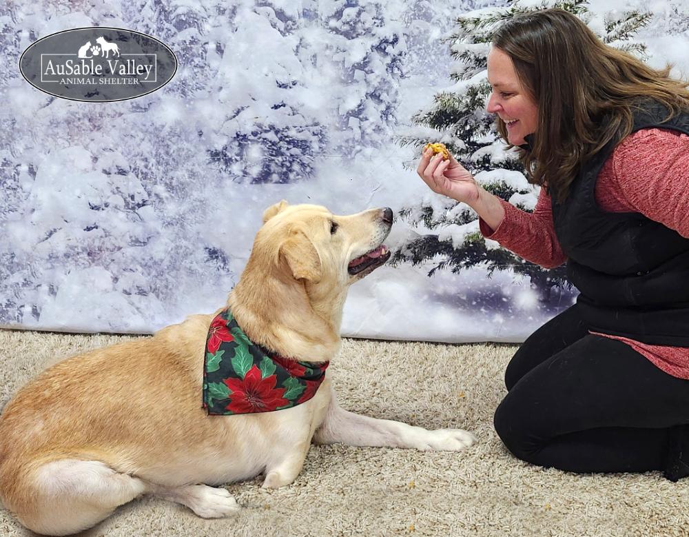 Enlarge Buster, a ADOPTABLE mixed breed in Grayling, MI image 4/6