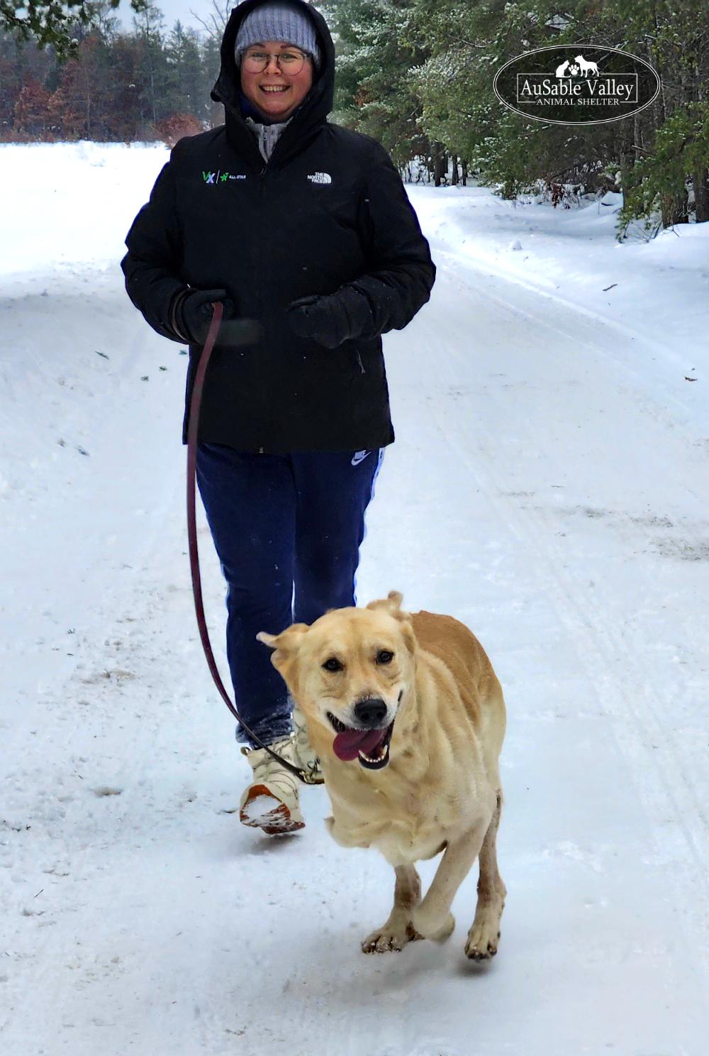 Enlarge Buster, a ADOPTABLE mixed breed in Grayling, MI image 5/6