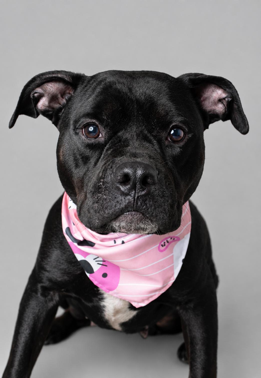 Delphine, an adopted mixed breed in Plaquemine, LA image 1/3