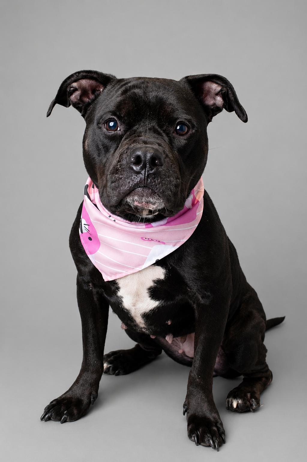 Delphine, an adopted mixed breed in Plaquemine, LA image 2/3