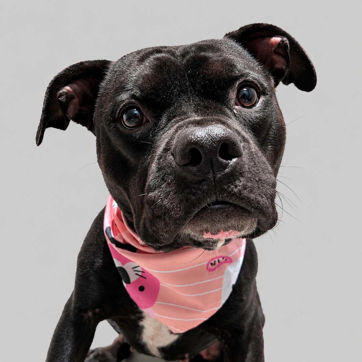 Delphine, an adopted mixed breed in Plaquemine, LA image 3/3