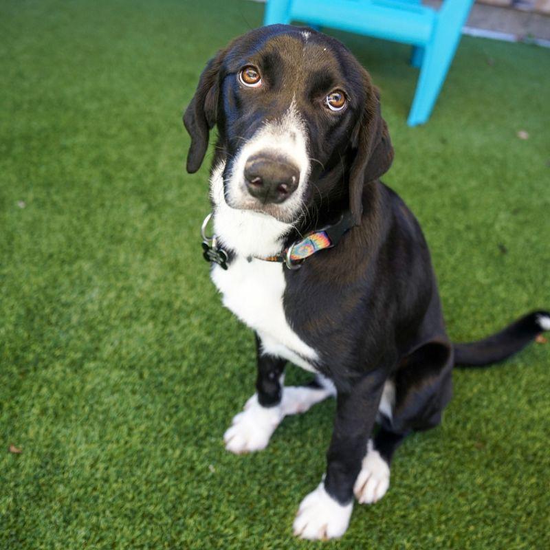 Enlarge Minnie, a Adopted mixed breed in Jackson, WY image 5/6