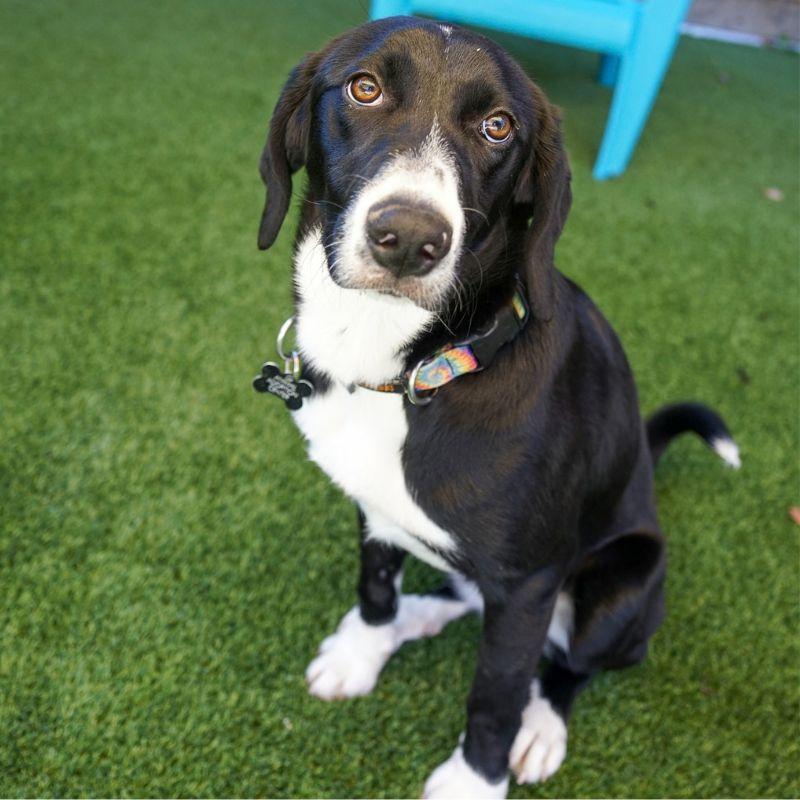 Enlarge Minnie, a Adopted mixed breed in Jackson, WY image 4/6