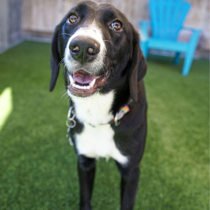 Enlarge Minnie, a Adopted mixed breed in Jackson, WY image 1/6