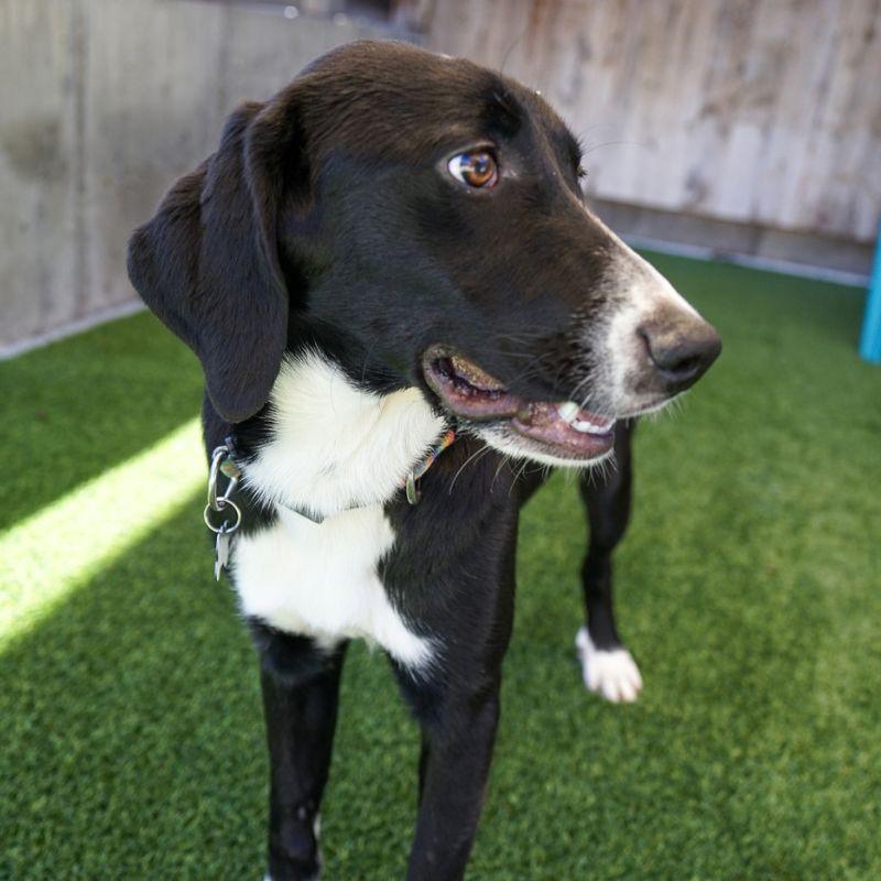 Enlarge Minnie, a Adopted mixed breed in Jackson, WY image 3/6