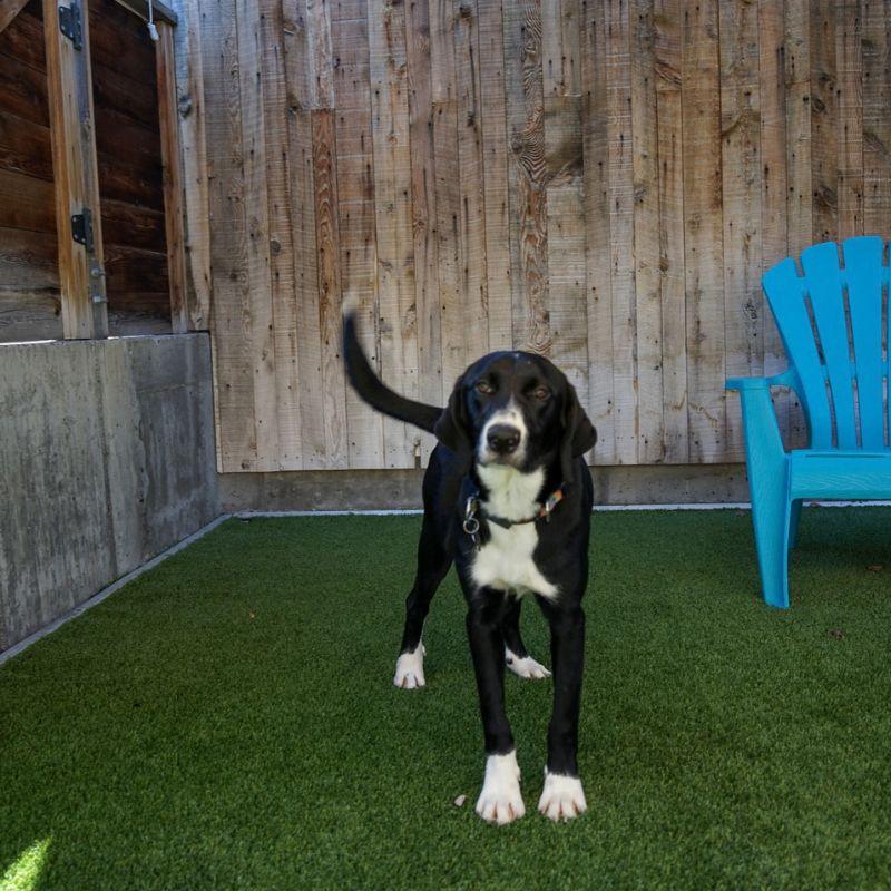 Enlarge Minnie, a Adopted mixed breed in Jackson, WY image 2/6
