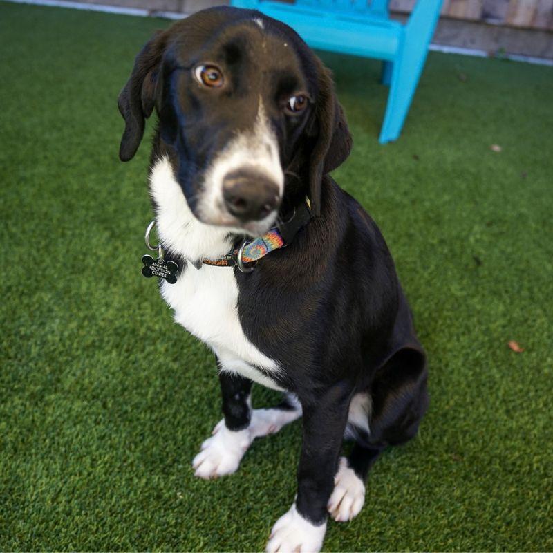 Enlarge Minnie, a Adopted mixed breed in Jackson, WY image 6/6