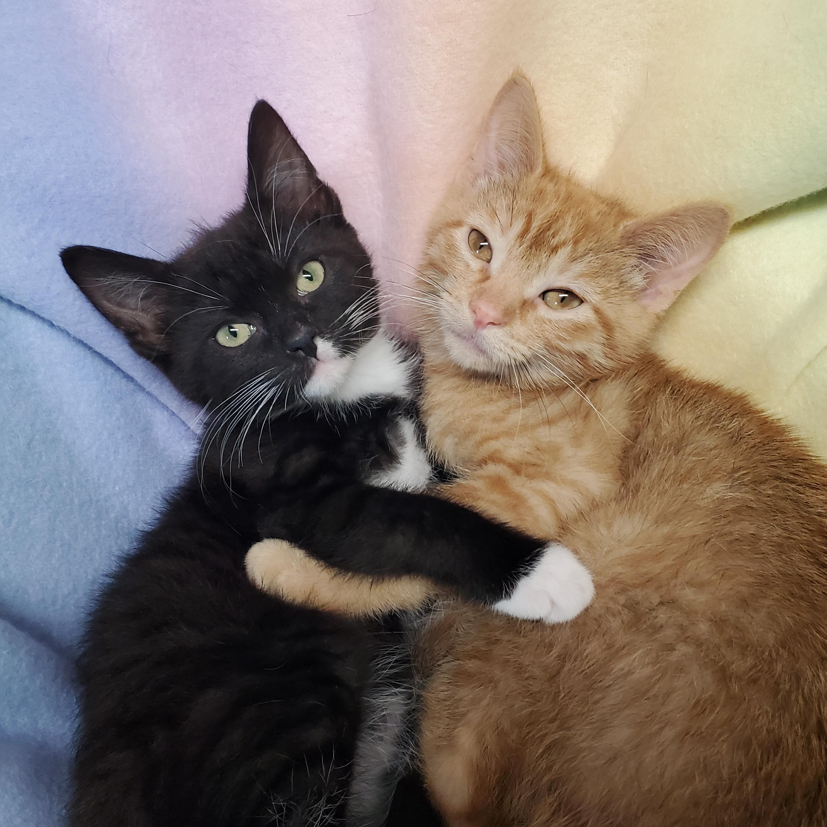 Enlarge Buttons & Gary, an adopted Domestic Short Hair in Marseilles, IL image 1/1