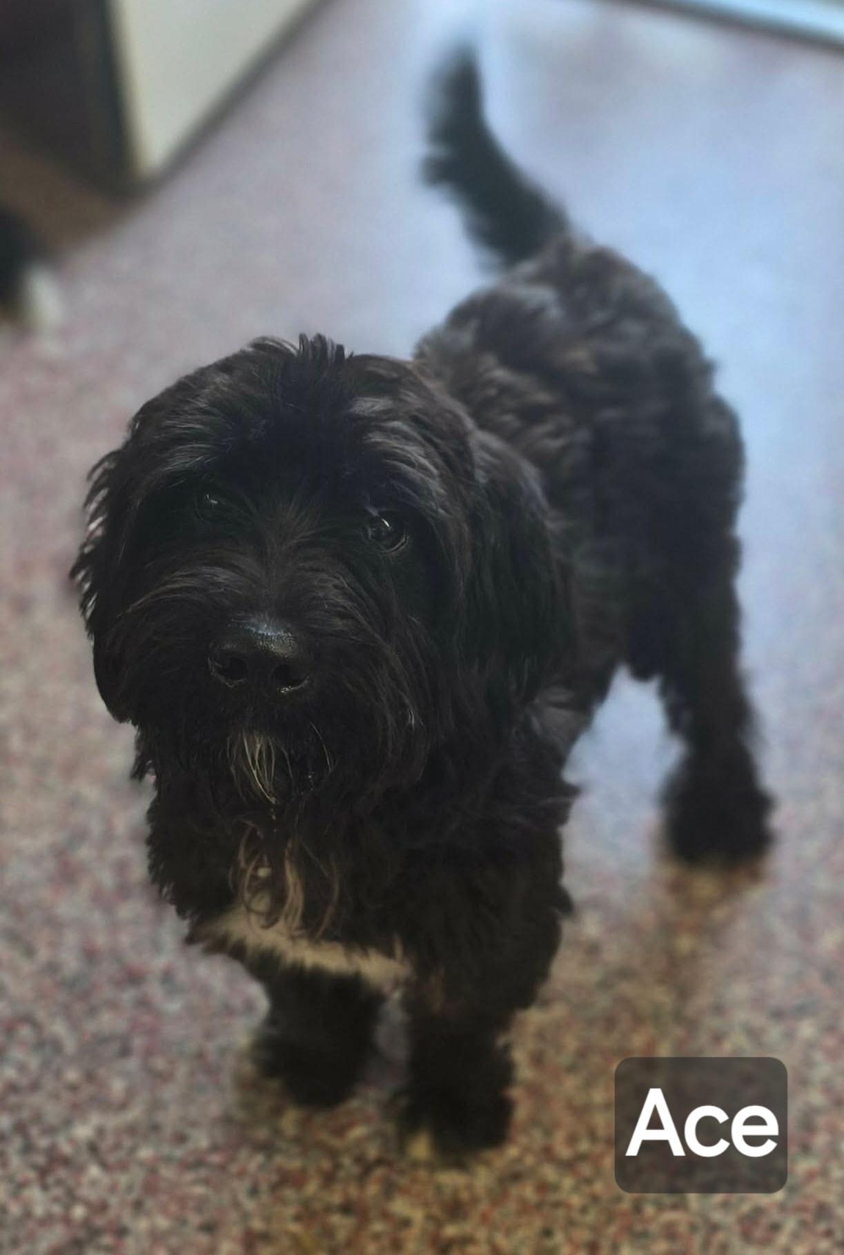 Enlarge Ace, a Adoptable mixed breed in Wheelersburg, OH image 1/1