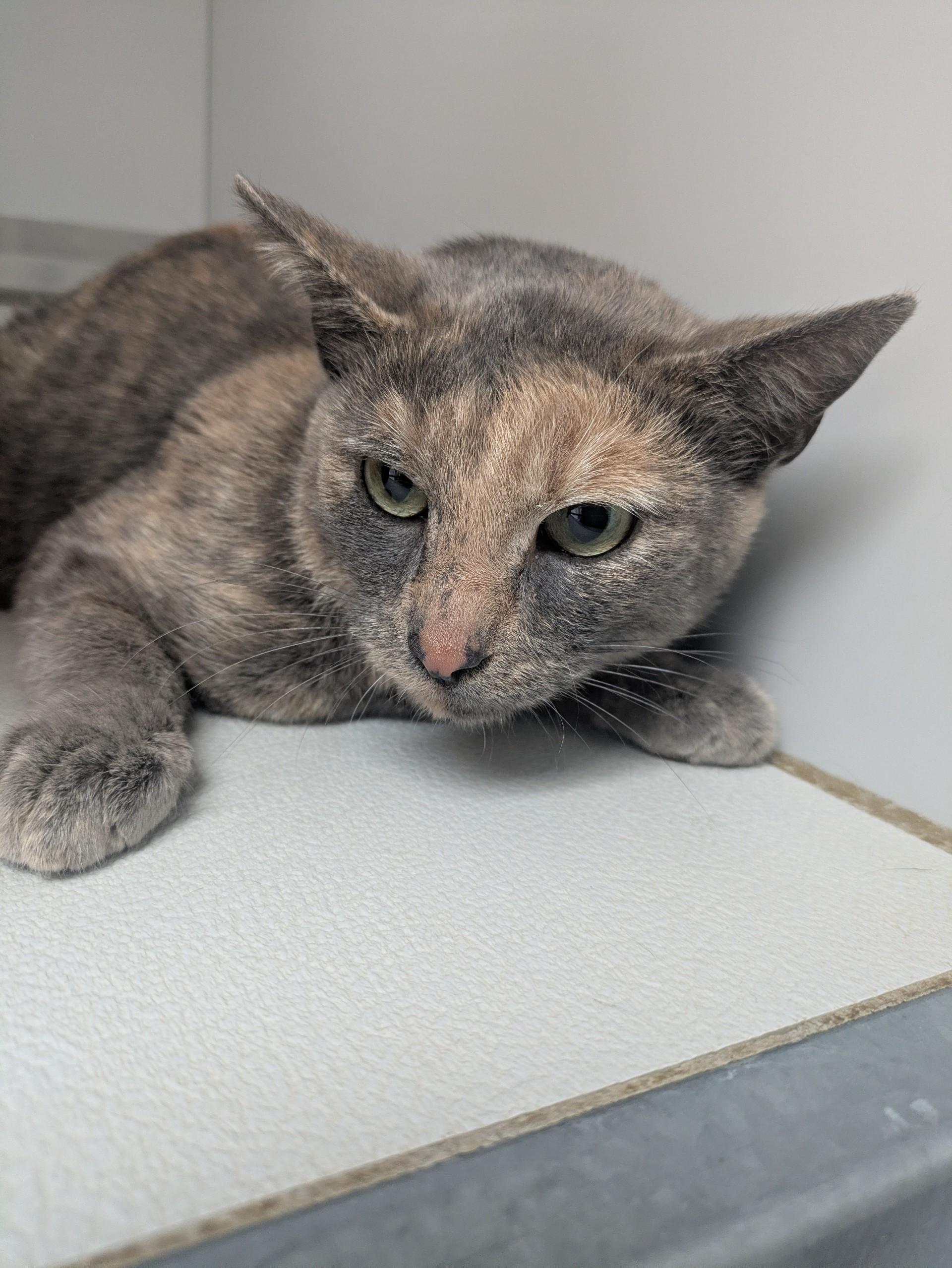 60081531, ADOPTABLE, Adult Female Domestic Short Hair.