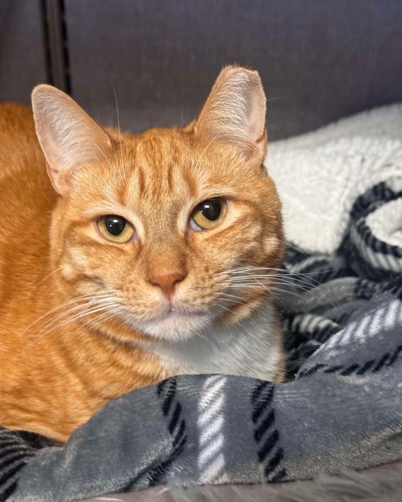 Beeker TCC, a Adoptable Domestic Short Hair in Mount Laurel, NJ image 1/6