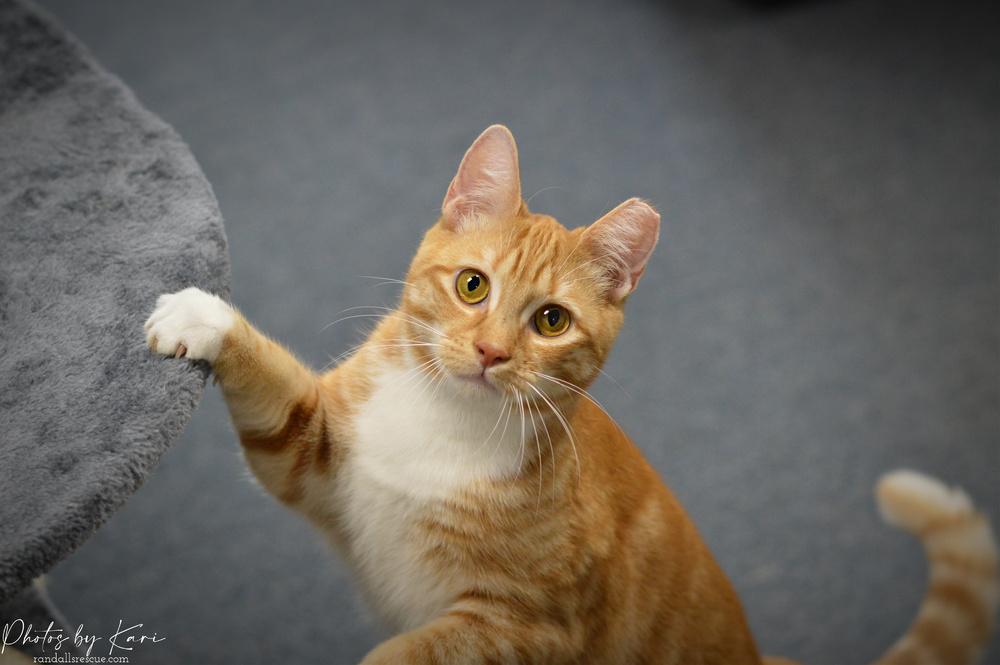 Beeker TCC, a Adoptable Domestic Short Hair in Mount Laurel, NJ image 2/6