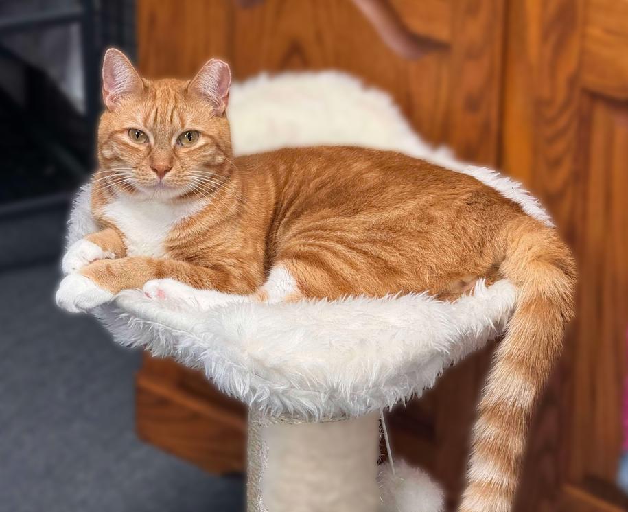 Beeker TCC, a Adoptable Domestic Short Hair in Mount Laurel, NJ image 3/6