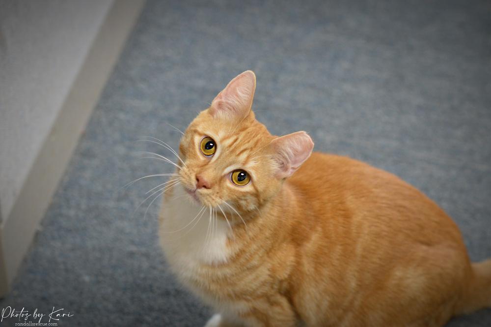 Beeker TCC, a Adoptable Domestic Short Hair in Mount Laurel, NJ image 4/6