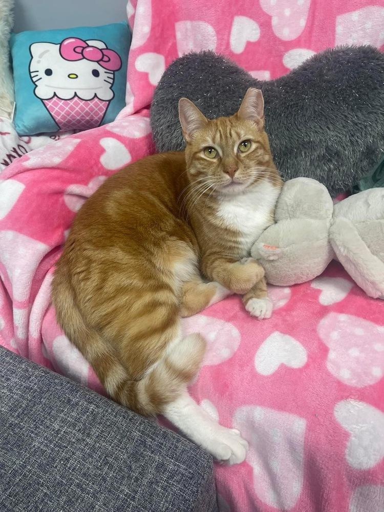 Beeker TCC, a Adoptable Domestic Short Hair in Mount Laurel, NJ image 5/6