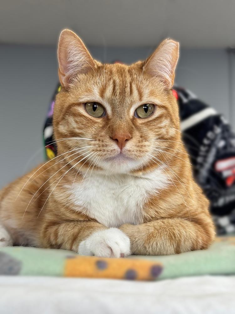 Beeker TCC, a Adoptable Domestic Short Hair in Mount Laurel, NJ image 6/6