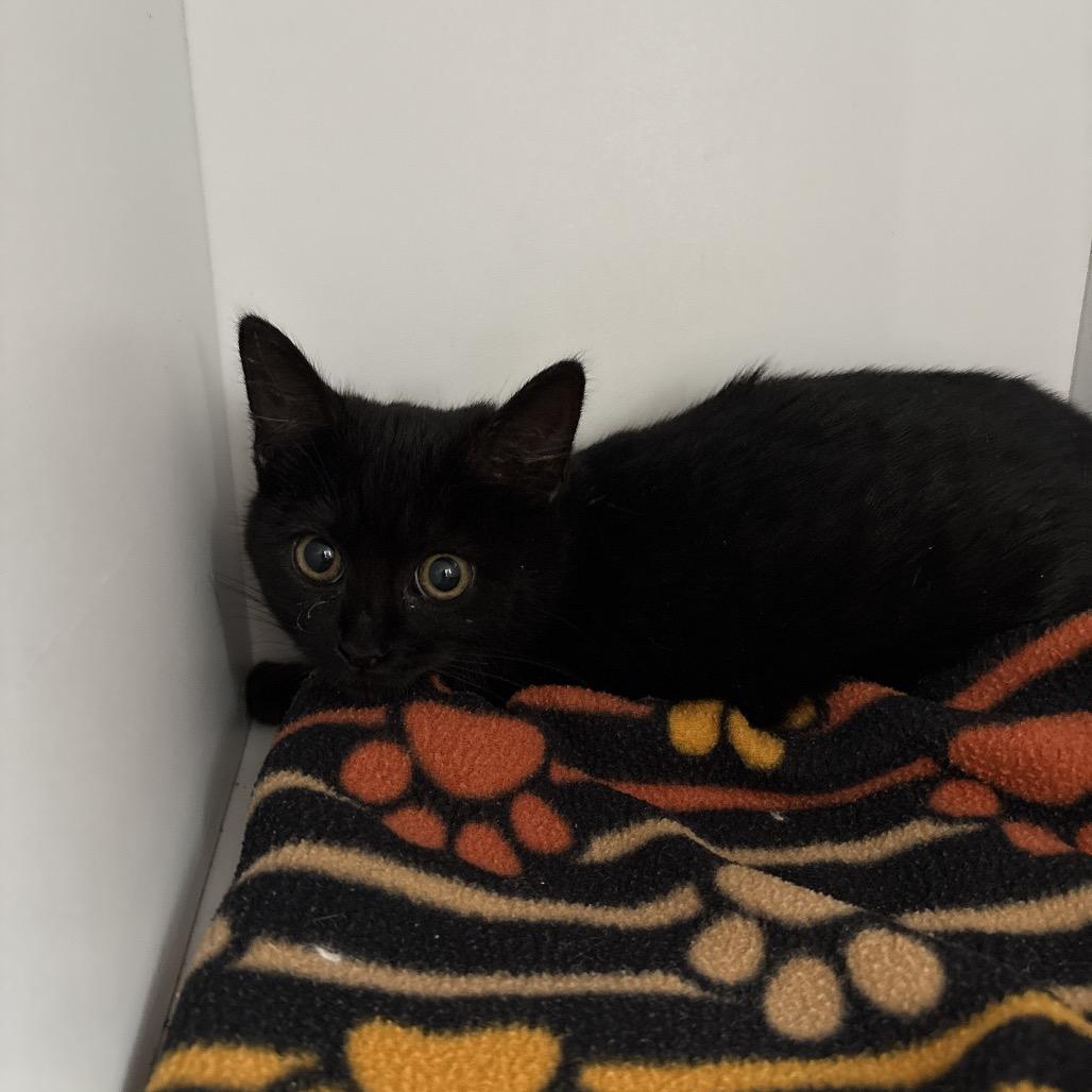 Sake — thumbnail 2