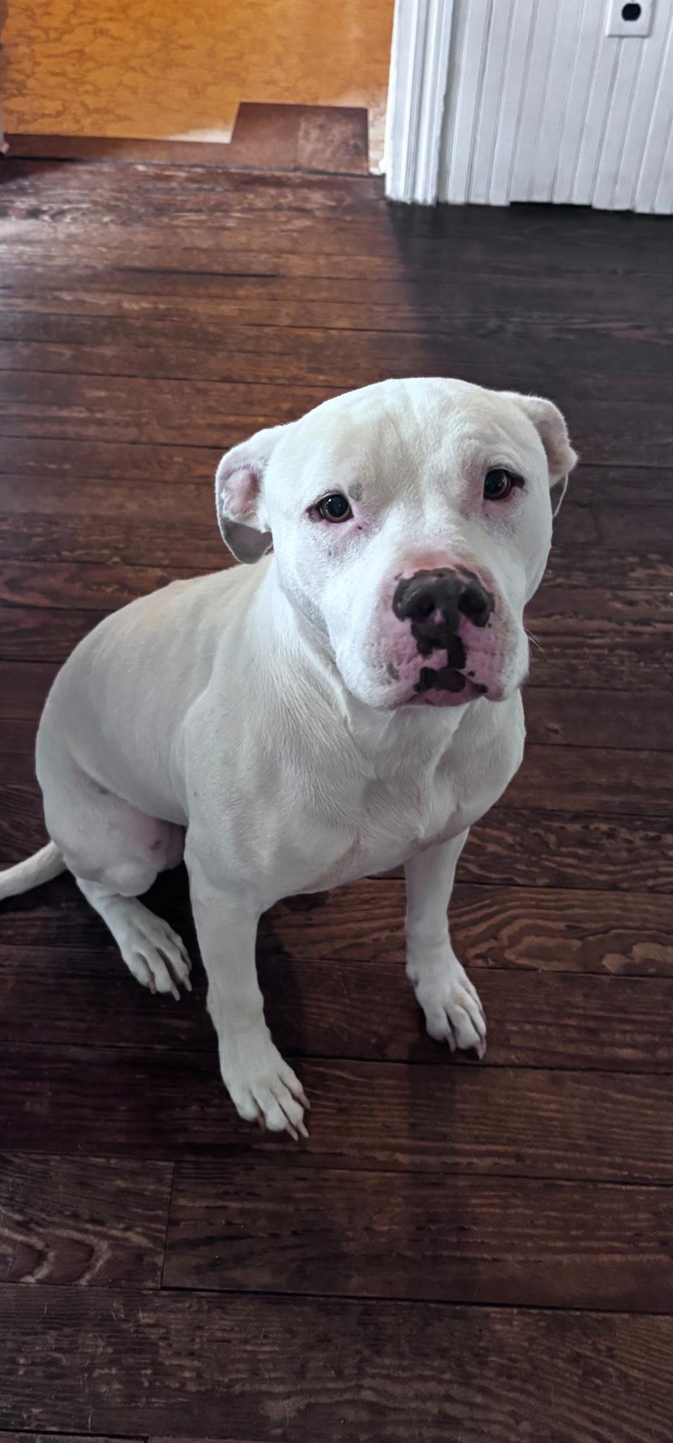 Lilly, Adoptable, Adult Female Mixed Breed & Staffordshire Bull Terrier.