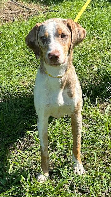 260650 Blueberry, a Adopted mixed breed in Wetumpka, AL image 1/3
