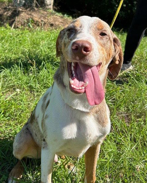 260650 Blueberry, a Adopted mixed breed in Wetumpka, AL image 2/3