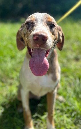 260650 Blueberry, a Adopted mixed breed in Wetumpka, AL image 3/3