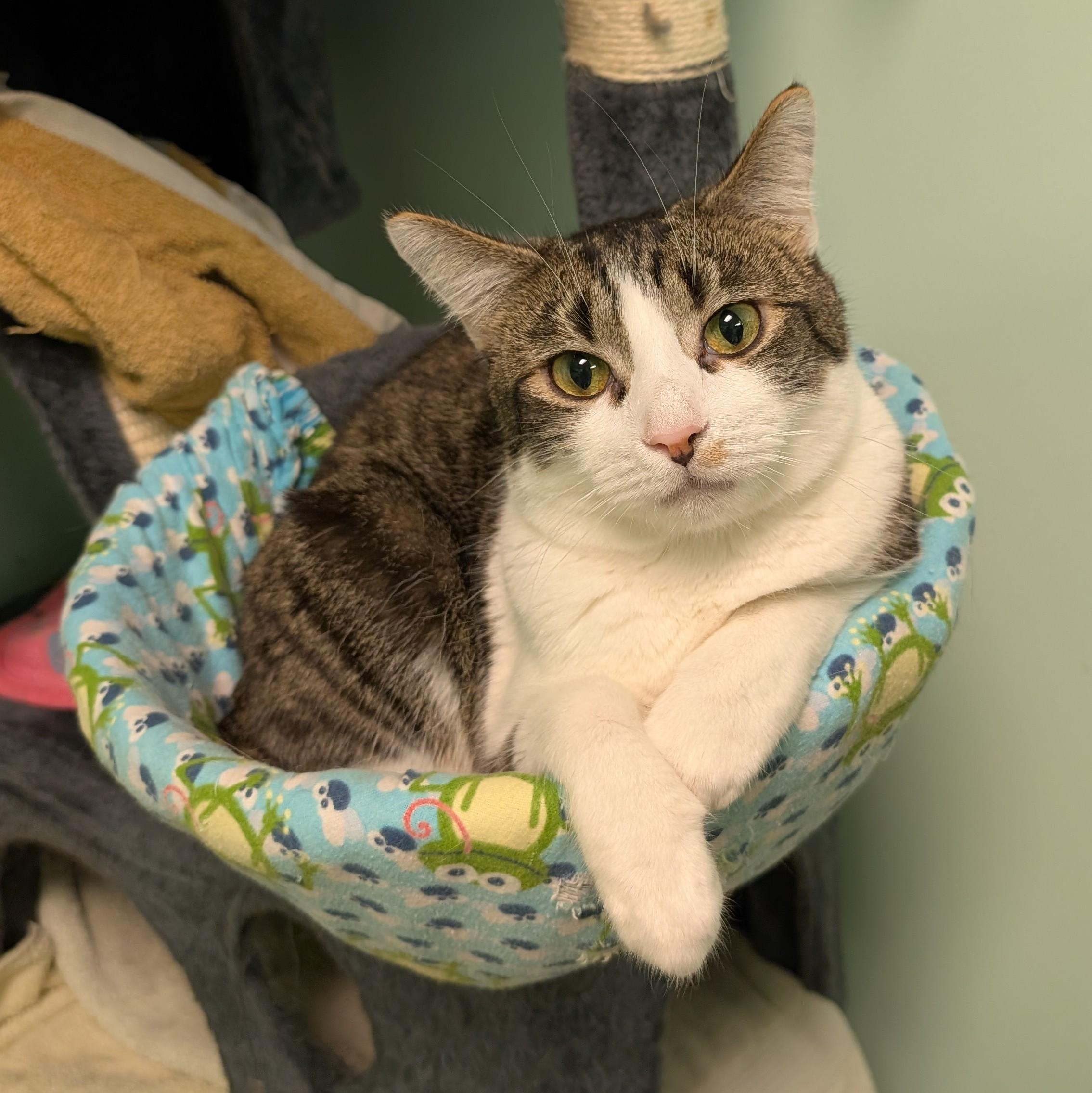 Enlarge Nick, a ADOPTABLE mixed breed in Cincinnati, OH image 1/1