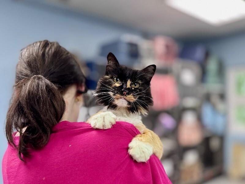 Gertrude, Adoptable, Adult Female Domestic Long Hair.