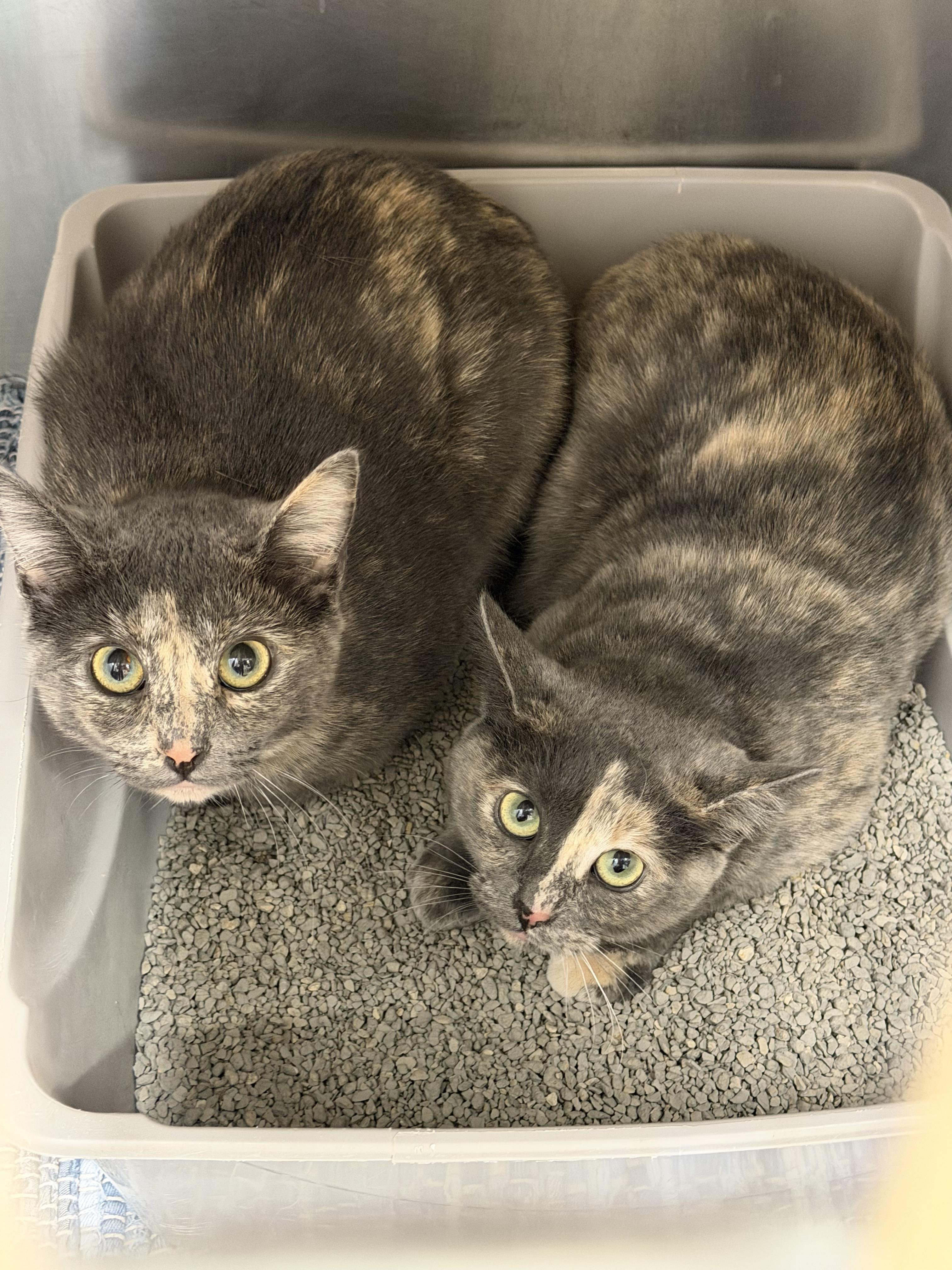 Enlarge Travlers, an adopted Domestic Short Hair in Saint Charles, MO image 1/2