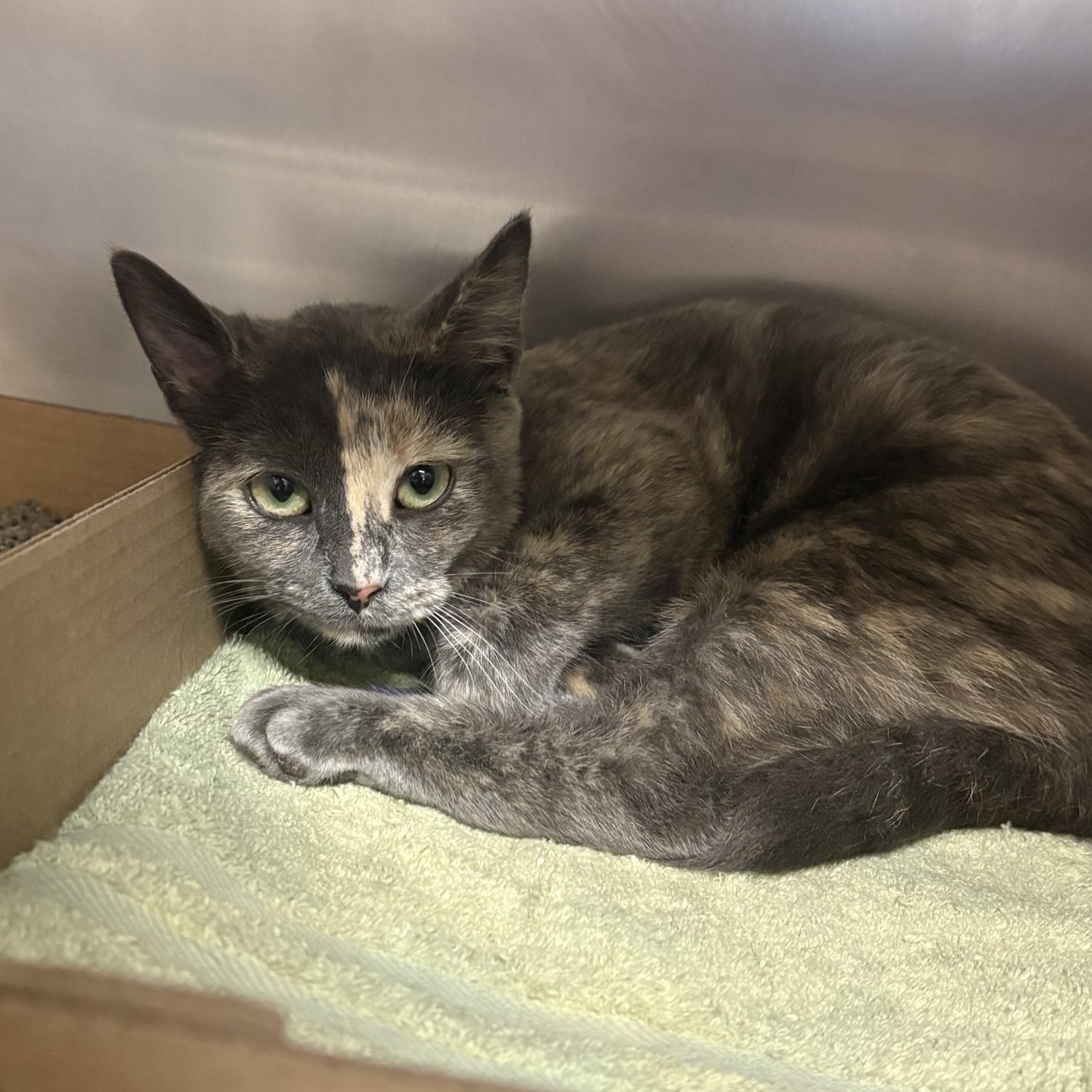 Enlarge Travlers, an adopted Domestic Short Hair in Saint Charles, MO image 2/2