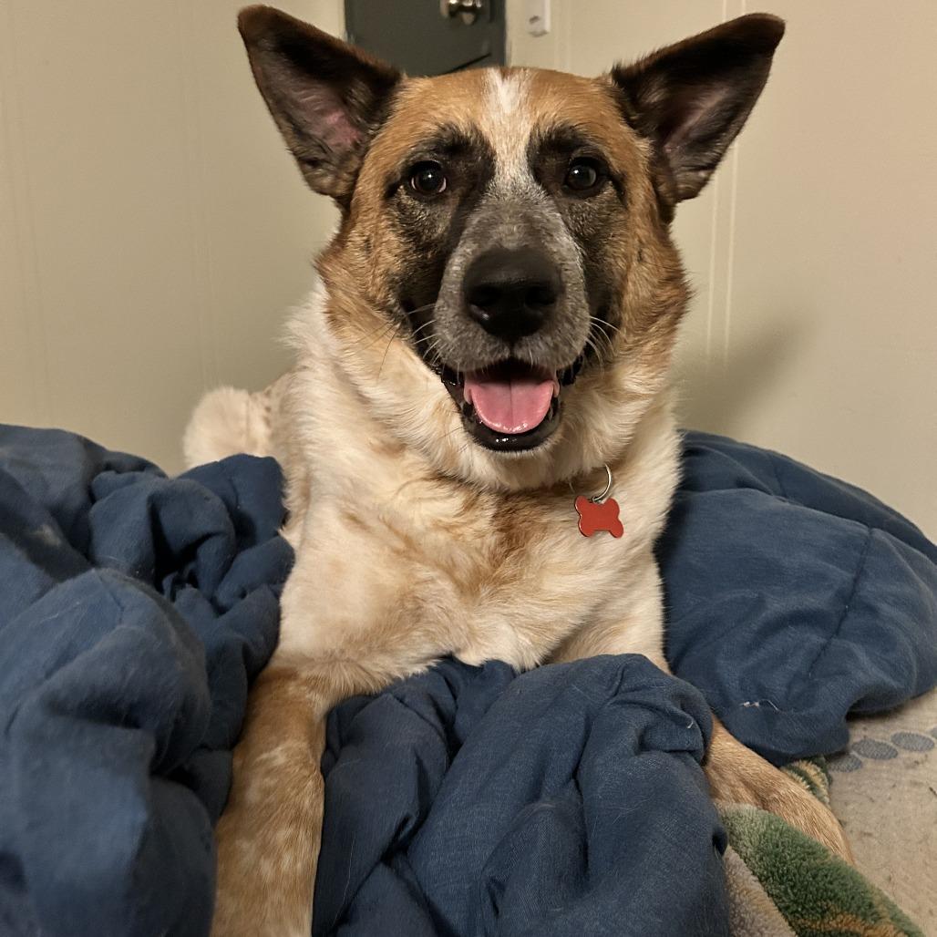 Enlarge Ozzie, a Adoptable Cattle Dog in Vallejo, CA image 1/6